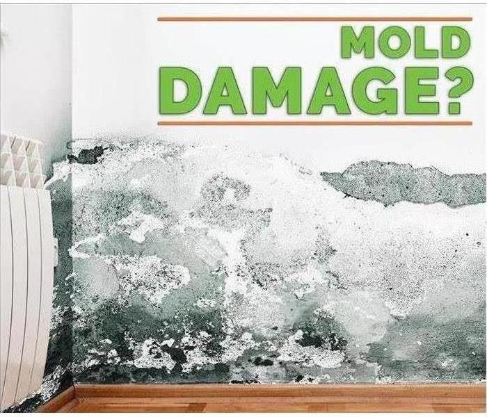 Mold Damage? on white wall with mold